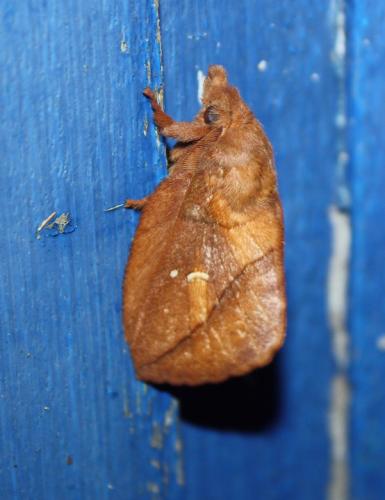 Réf. 212 641 : Euthrix potatoria